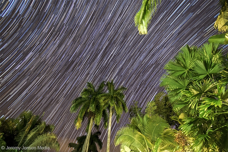 Costa Rica Star Trails- Palm Trees