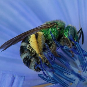 4 Easy Tips to Photograph Bees