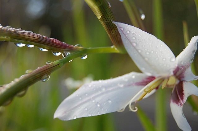 Photographing in the Rain: 8 Things to Photograph on Rainy Days