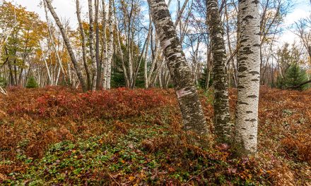 Photographing the White Birch Trees of the Marion Brooks Natural Area (Pennsylvania)