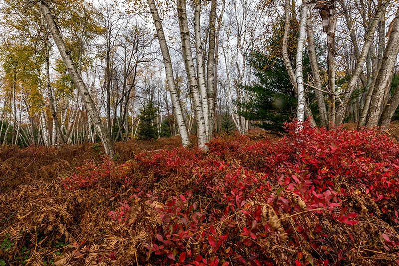 Photographing The White Birch Trees of the Marion Brooks Natural Area (Pennsylvania)
