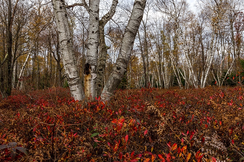 Photographing The White Birch Trees of the Marion Brooks Natural Area (Pennsylvania)