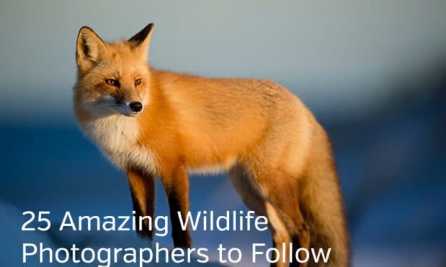 Chasing Wildlife: Photographers, Tips, Reasons, and Locations