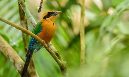 Panama is More Than a Canal: Beautiful Wildlife and Landscape Photos from Panama