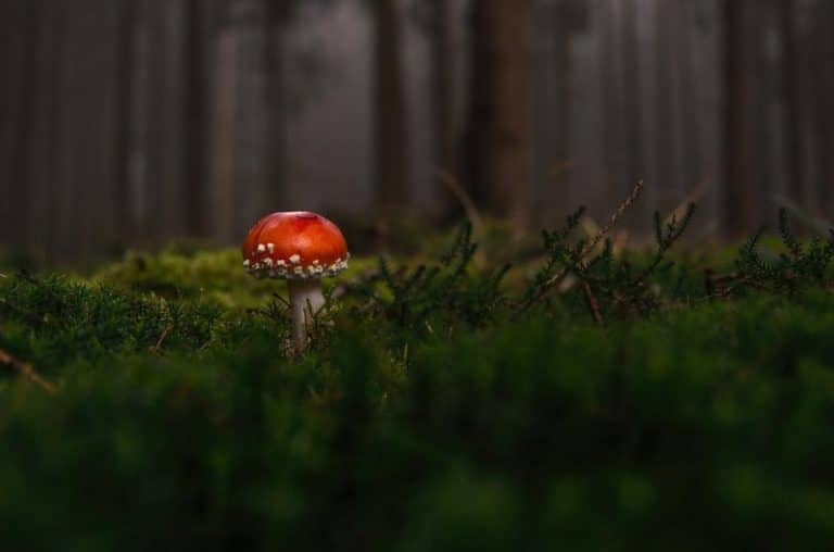 Mastering Your Off-Camera Flash