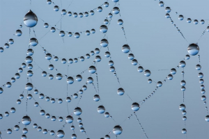 Droplets on a spider web