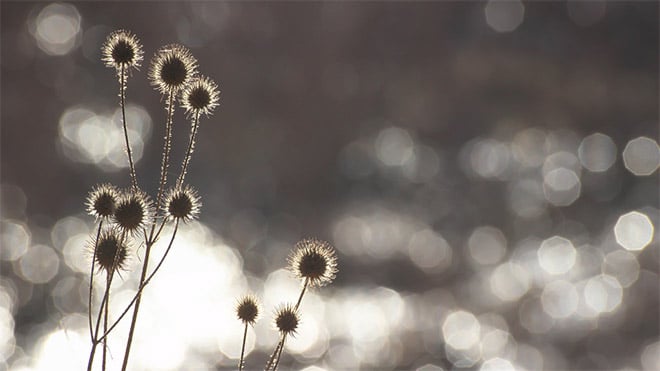 How to Create Beautiful Bokeh in Nature Photography