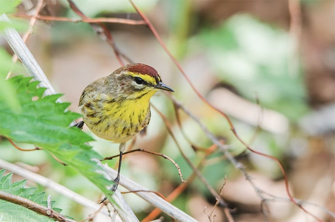 How & Where to Photograph Songbirds