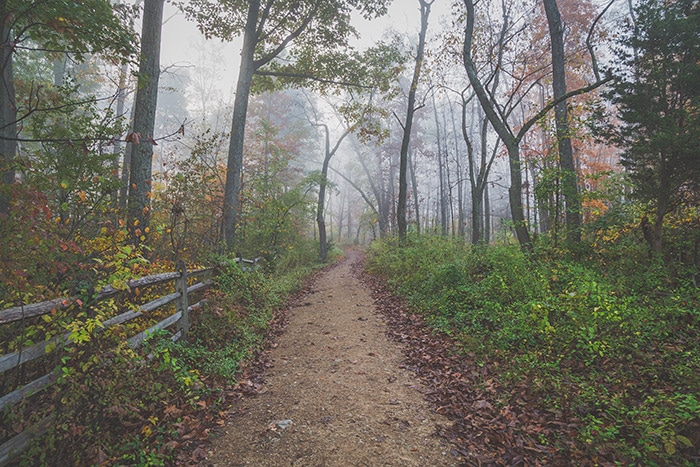 Foggy Morning