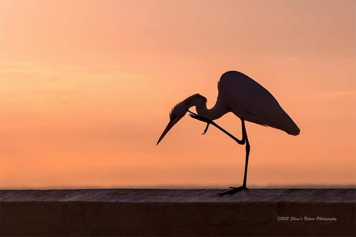 Creating Compelling Silhouette Photography