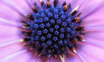 10 Tips for Stunning Flower Photos