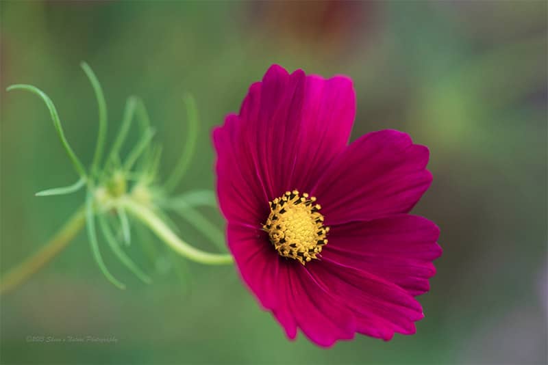 What Lens Should You Use for Flower Photography? The Answer Might Delight You