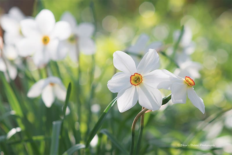 What Lens Should You Use for Flower Photography? The Answer Might Delight You
