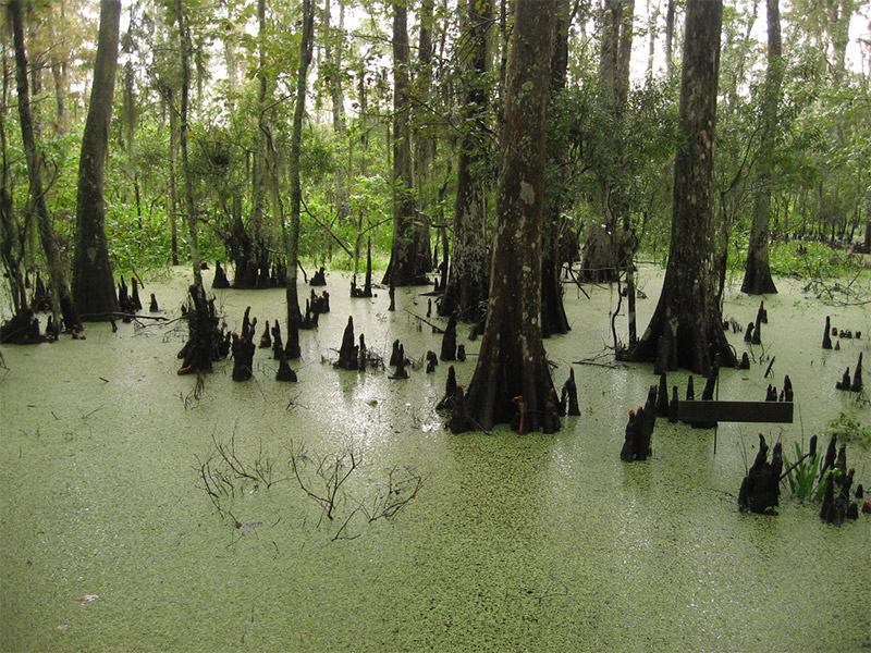 10 of the Best Places in the U.S. to Photograph Swamps