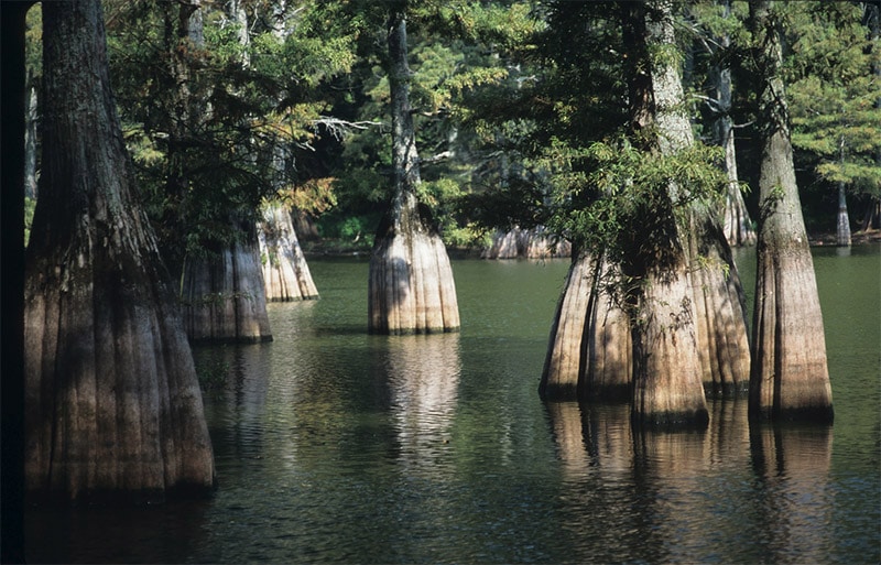 10 of the Best Places in the U.S. to Photograph Swamps
