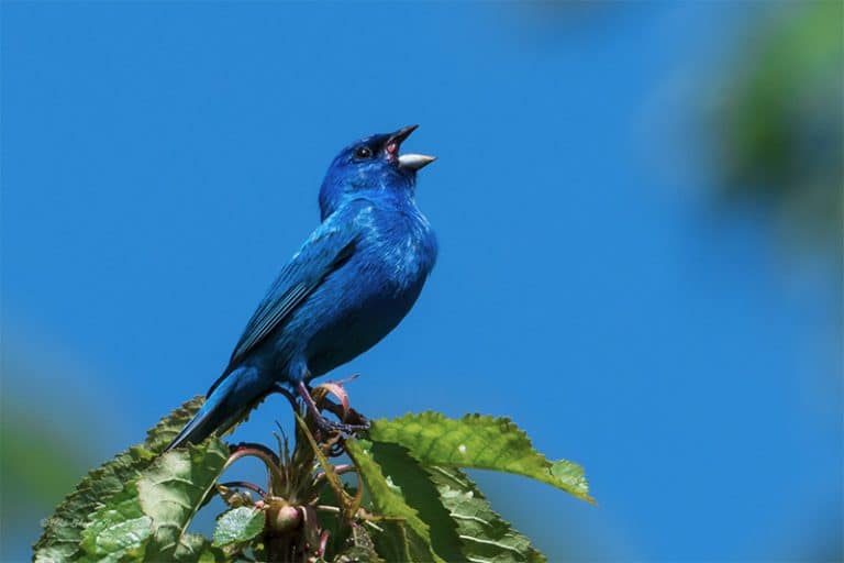 Getting Closer to Nature Extension Tubes & Teleconverters