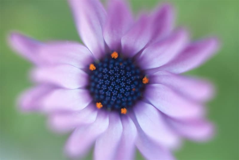 Getting Closer to Nature: Extension Tubes & Teleconverters