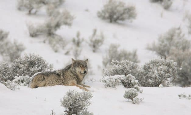 11 of the Best Places to Photograph Wildlife in the U.S.