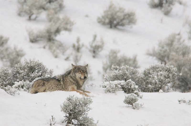 11 of the Best Places to Photograph Wildlife in the U.S.