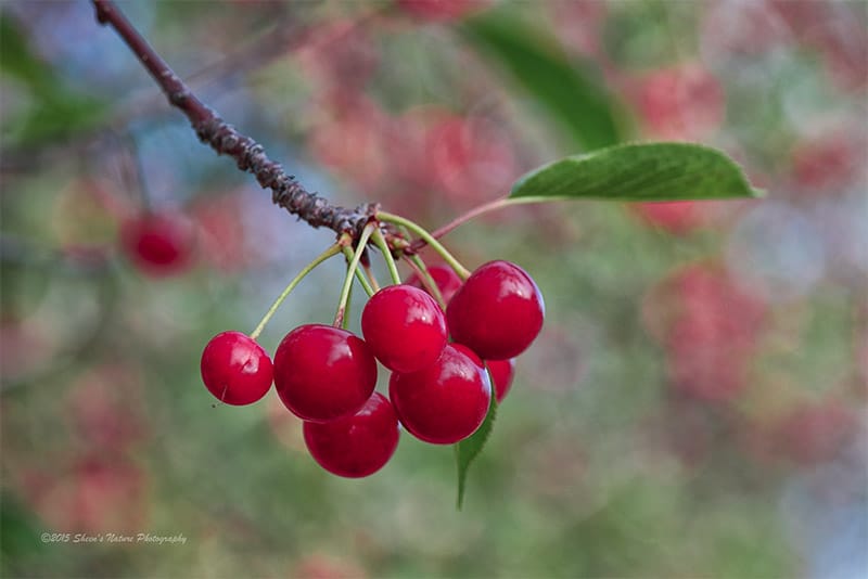 Cherry Pick Your Subjects – A Day in the Orchards