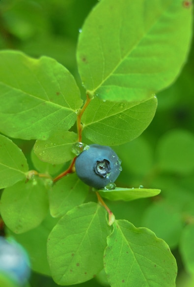 Photographing in the Rain: 8 Things to Photograph on Rainy Days