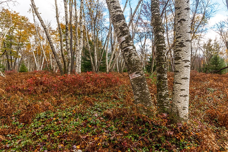 Marion Brooks Natural Area