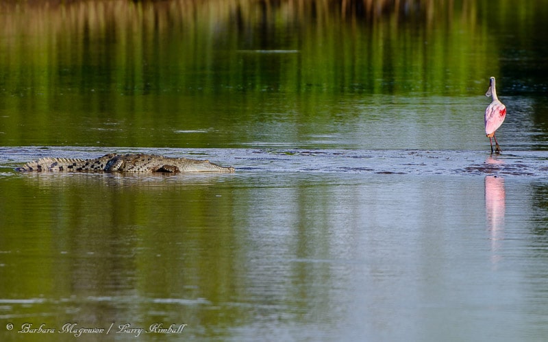 Amazing Wildlife and Nature Photos from Costa Rica