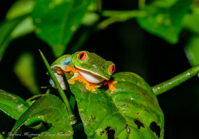 Amazing Wildlife And Nature Photos From Costa Rica