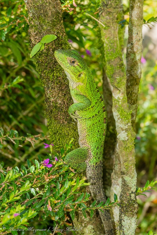 Amazing Wildlife and Nature Photos from Costa Rica