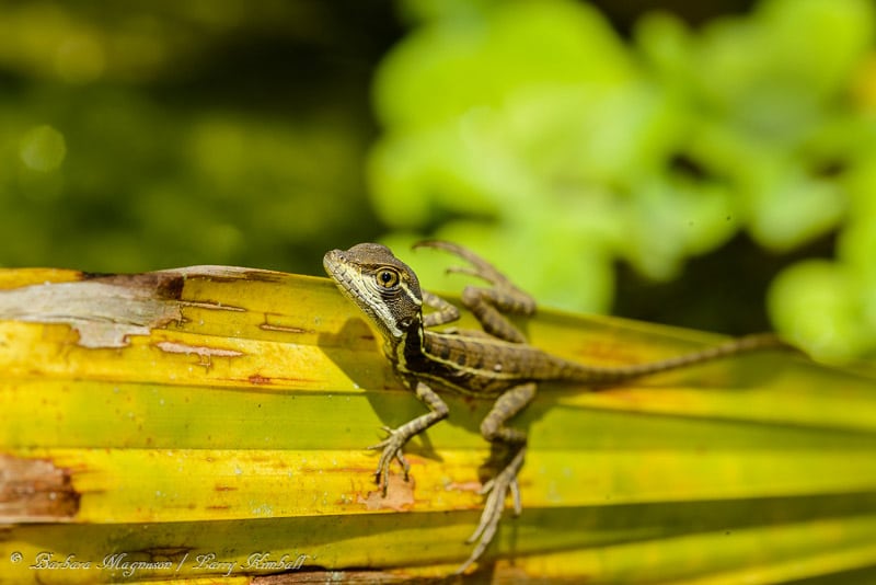 Amazing Wildlife and Nature Photos from Costa Rica