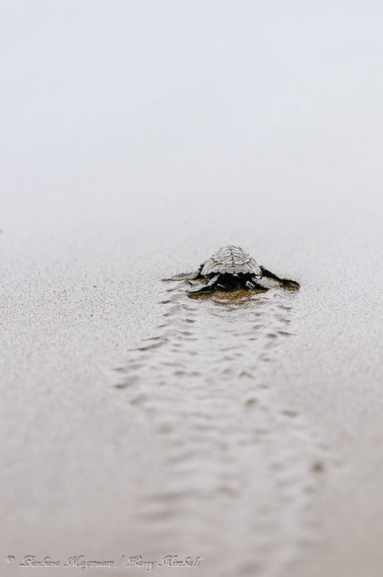 Amazing Wildlife and Nature Photos from Costa Rica