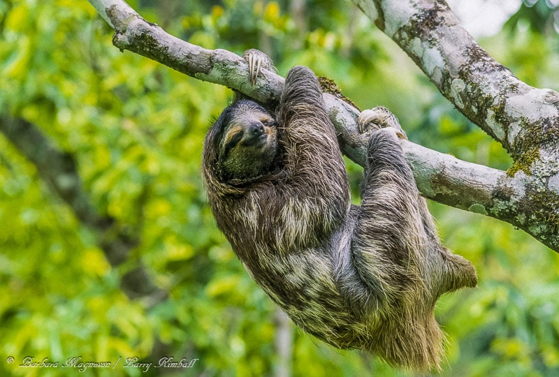 Amazing Wildlife and Nature Photos from Costa Rica