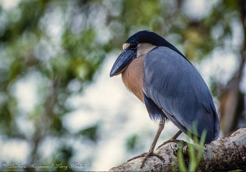 Amazing Wildlife and Nature Photos from Costa Rica