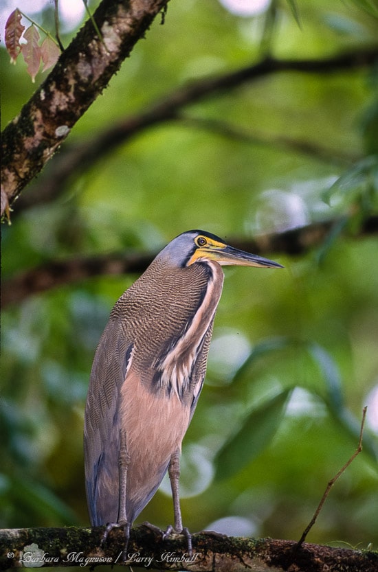 Amazing Wildlife and Nature Photos from Costa Rica