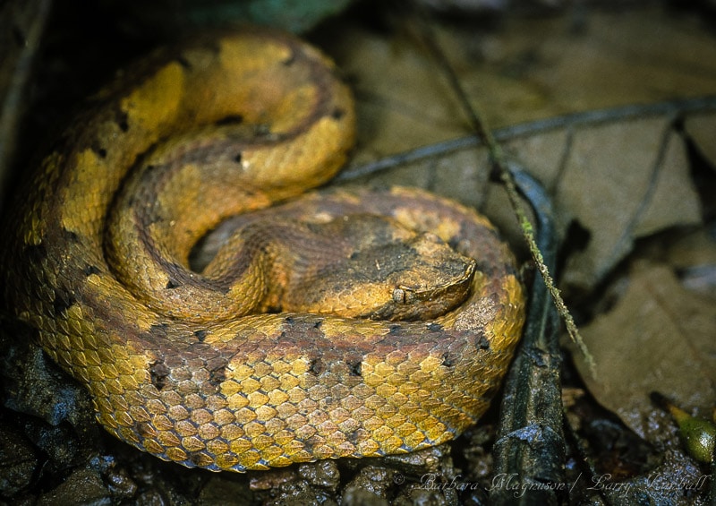 Amazing Wildlife and Nature Photos from Costa Rica