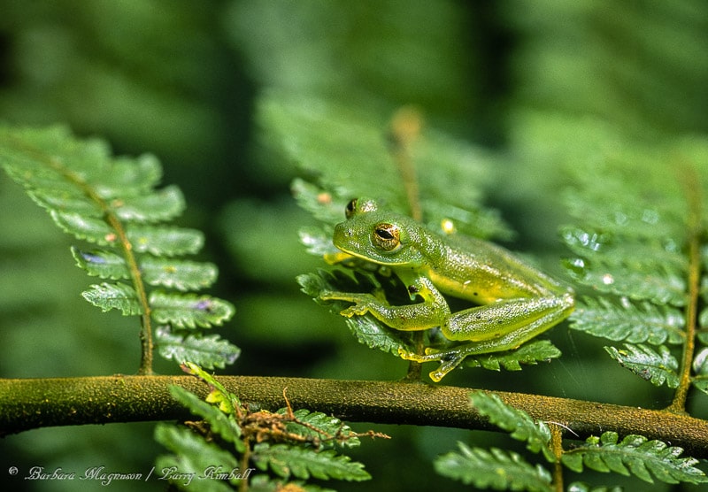 Amazing Wildlife and Nature Photos from Costa Rica