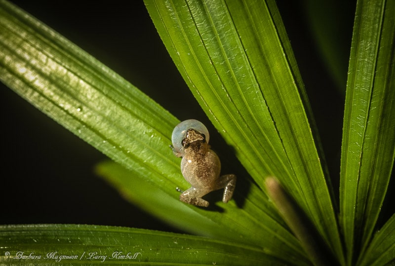 Amazing Wildlife and Nature Photos from Costa Rica