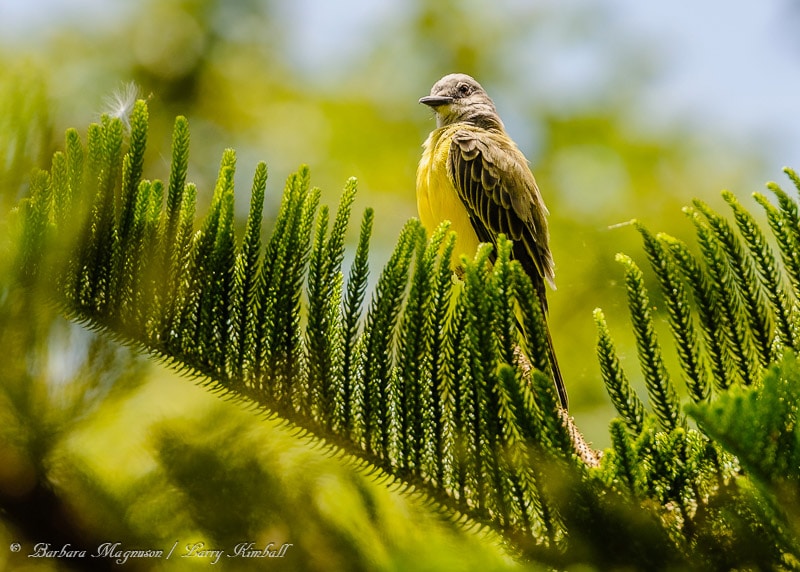 Amazing Wildlife and Nature Photos from Costa Rica