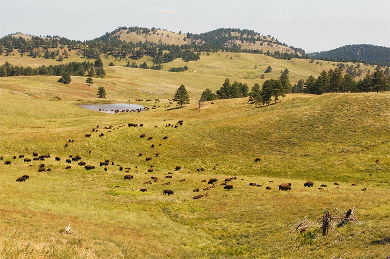 Guide to Photographing Custer State Park (South Dakota)