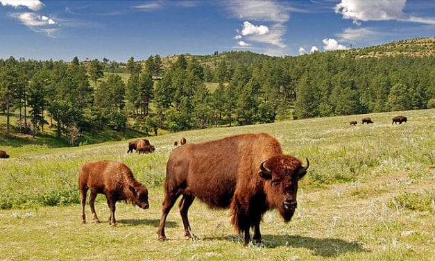 Guide to Photographing Custer State Park (South Dakota)