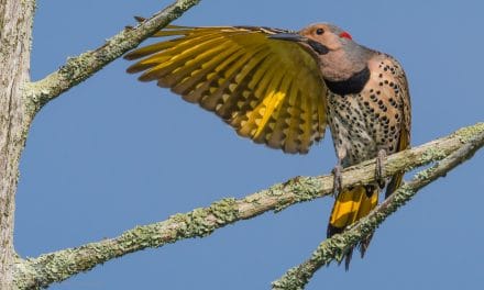 Bird Photography: How to “Get the Shot”