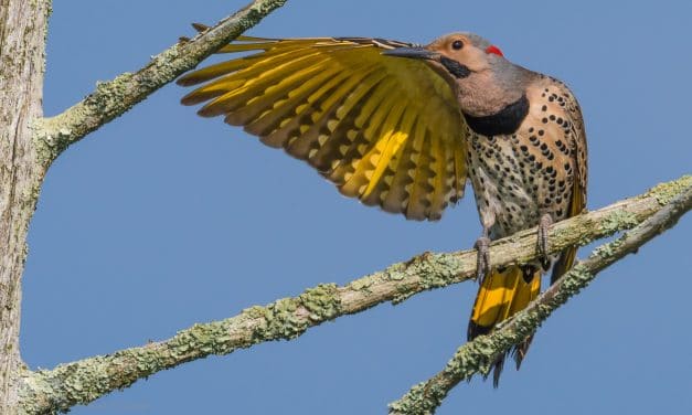 Bird Photography: How to “Get the Shot”