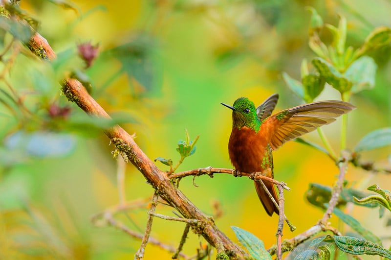 Beautiful Nature and Wildlife Photos from Ecuador