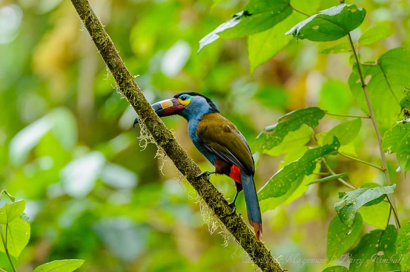 Beautiful Nature and Wildlife Photos from Ecuador