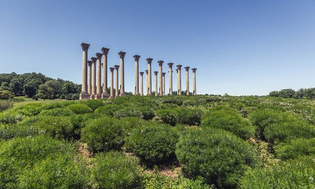 Photography Guide to the National Arboretum (DC)