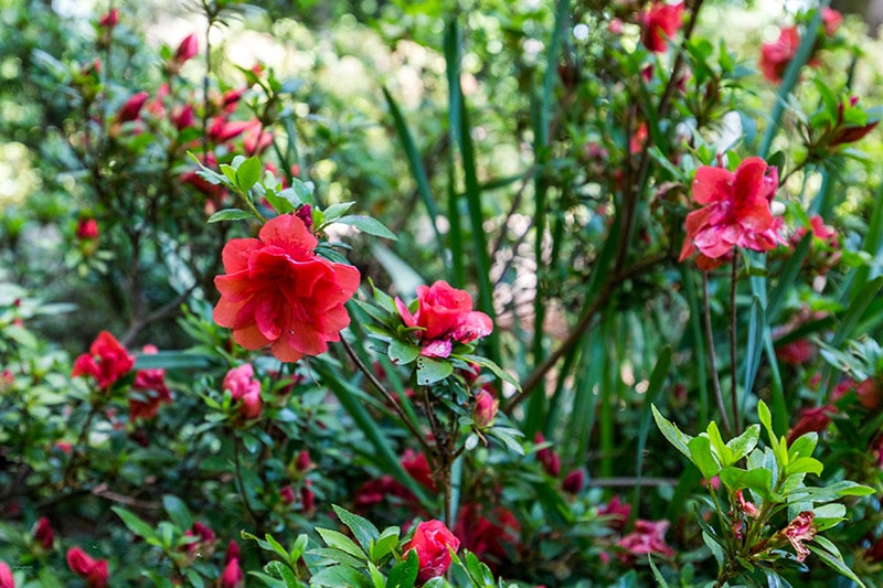 Photography Guide to the National Arboretum (DC)