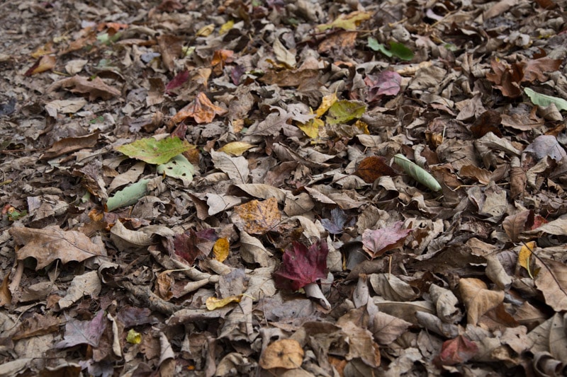 Dull Autumn Colors