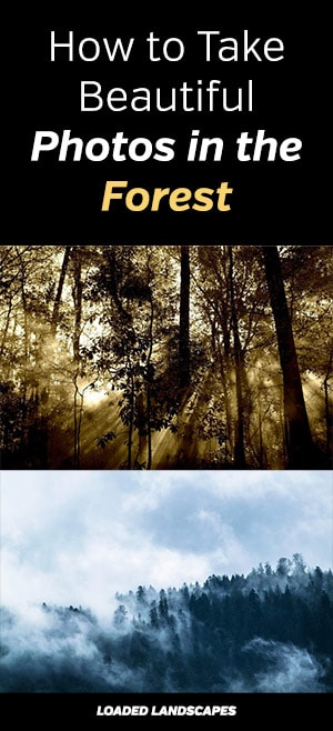 Forest Photography