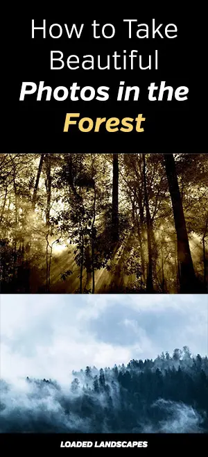 How To Take Beautiful Photos In The Forest