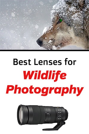 Best Lenses for Wildlife Photography